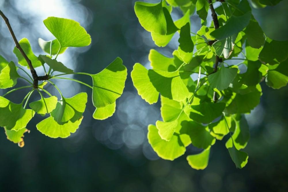 frunze_ginkgo