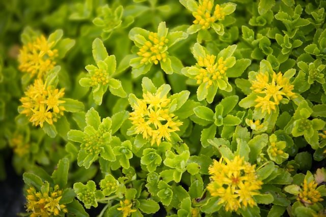 Rhodiola Rosea