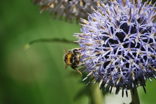 polenizare planta anghinare
