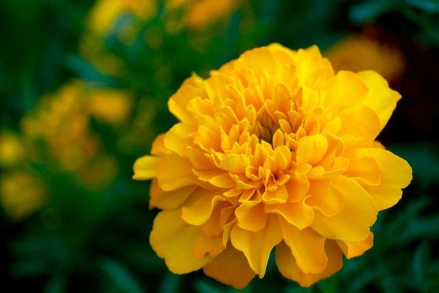 Floare de Crăiță