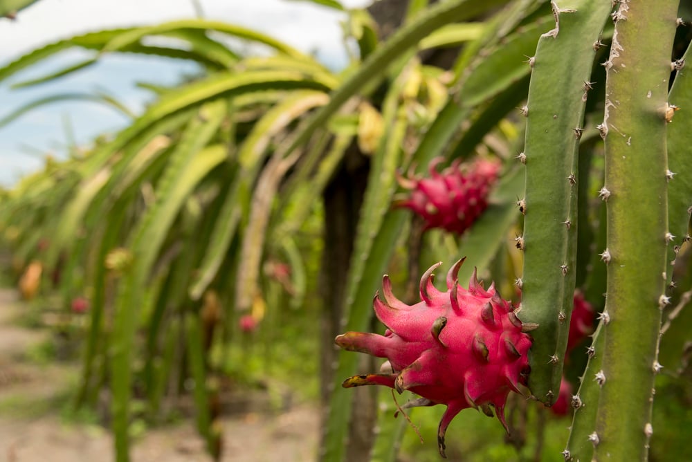 Pitahaya-in-natura