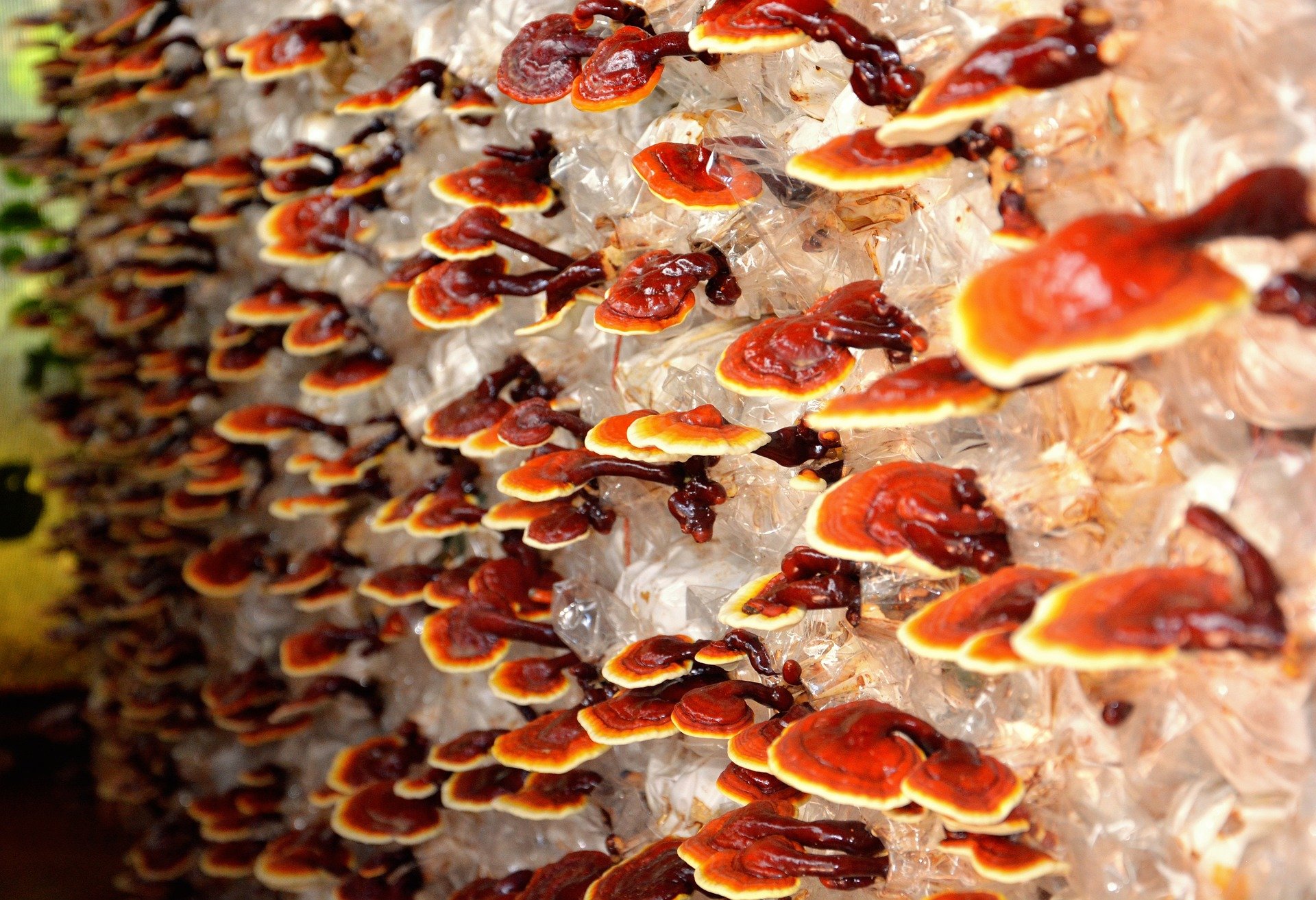 Ciuperci-reishi