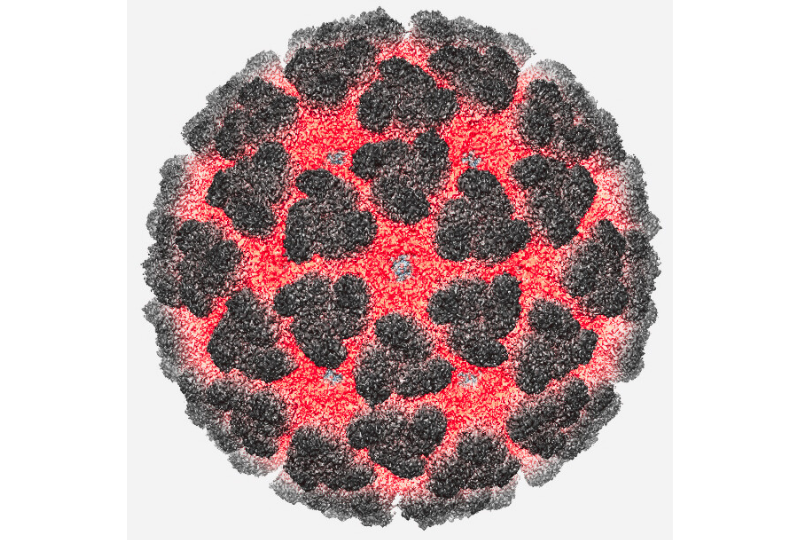 virusul_Chikungunya